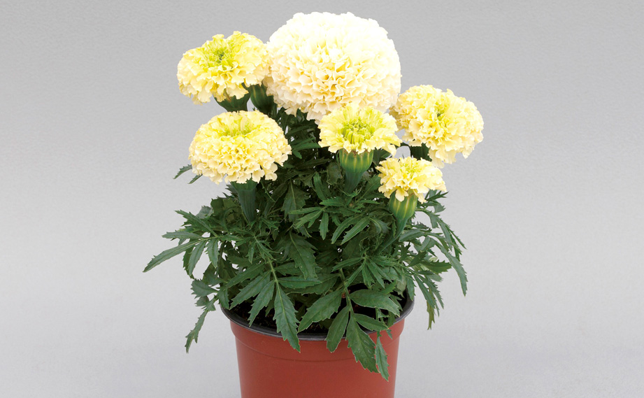 マリーゴールド アフリカン　ホワイトゴールド ミニ<