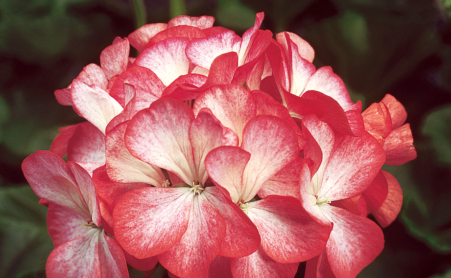 ゼラニウム F1　リンゴ2000 シリーズ<