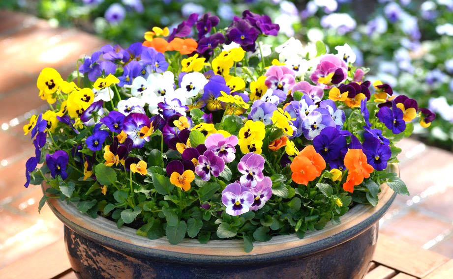 ビオラ F1　ソルベXP シリーズ<