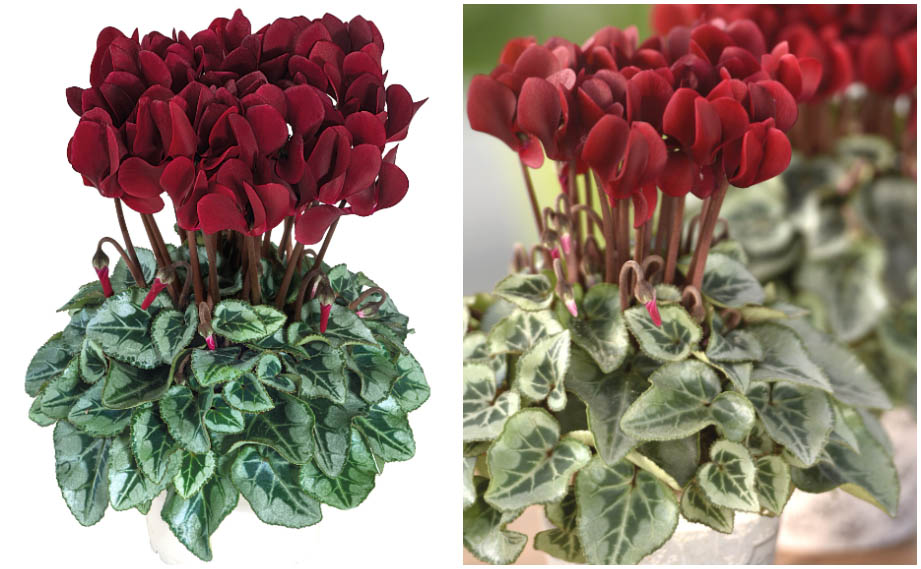 シクラメン F1　ディープマゼンタ タキシード<