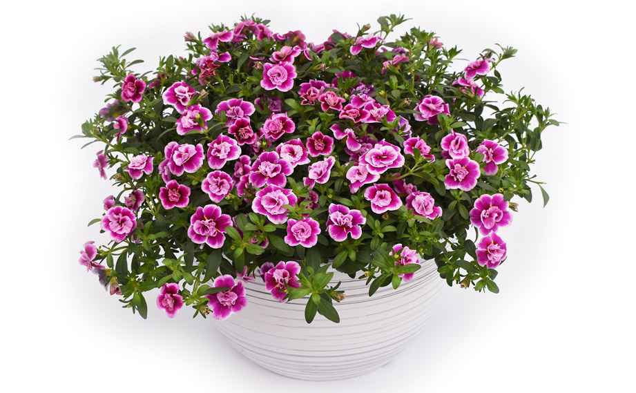 カリブラコア　カリタスティックダブル<